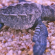 Costa Rica: Stay Away From Our Sea Turtles, You Terrible Humans